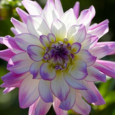 Image showing  Dahlias Victoria Ann, Set of 5 Bulbs