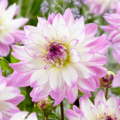 Image showing  Dahlias Victoria Ann, Set of 5 Bulbs