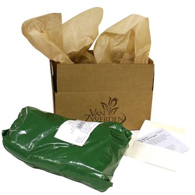 Image showing  Dahlias Victoria Ann, Set of 5 Bulbs