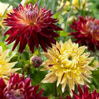 Van Zyverden Dahlias Big Apple and Botanica Blend, Set of 5 Bulbs