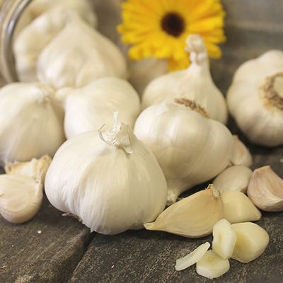 Van Zyverden Garlic Softneck Silverskin Silver Rose, Set of 3 Bulbs