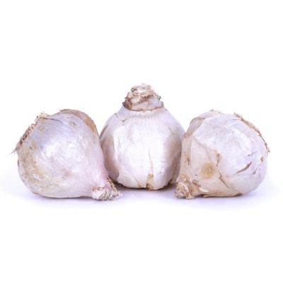 Image showing 5 th Van Zyverden Garlic Softneck Silverskin Silver Rose, Set of 3 Bulbs