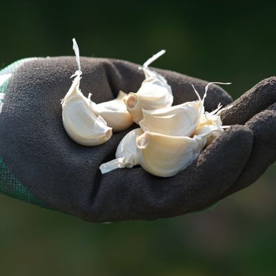 Image showing 6 th Van Zyverden Garlic Softneck Silverskin Silver Rose, Set of 3 Bulbs
