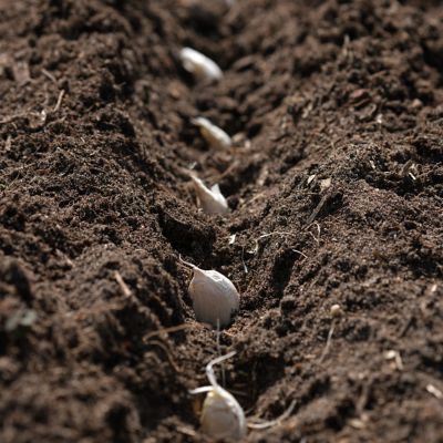 Image showing 7 th Van Zyverden Garlic Softneck Silverskin Silver Rose, Set of 3 Bulbs
