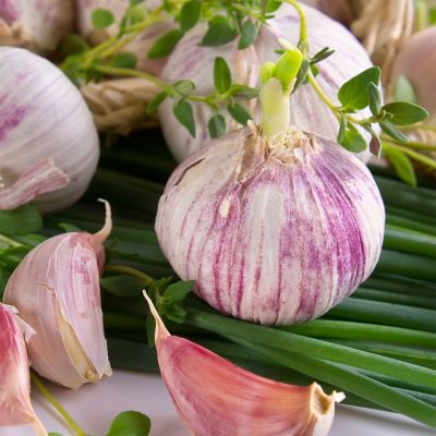 Image showing  Garlic Softneck Asiatic Spring Violet, Set of 3 Bulbs