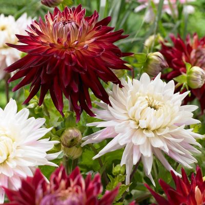 Van Zyverden Dahlias Metro Muses Blend, Set of 5 Bulbs