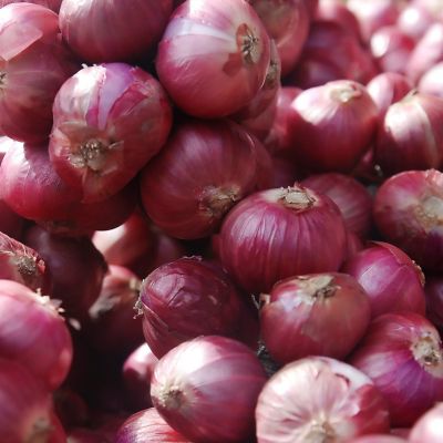 Van Zyverden Dutch Shallots Red, Set of 25 Bulbs