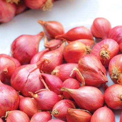 Image showing  Dutch Shallots Red , Set of 25 Bulbs