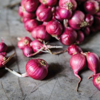 Image showing  Dutch Shallots Red , Set of 25 Bulbs