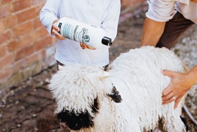 Image showing  Show Off that Shine Conditioner 32 oz.