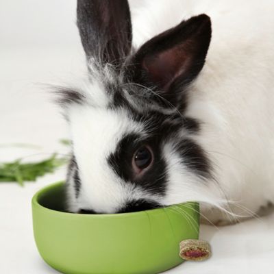 Image showing  Bursts Wildberry for Rabbits, Guinea Pigs, Other Small Animals