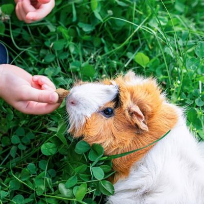 Image showing  Bursts Wildberry for Rabbits, Guinea Pigs, Other Small Animals