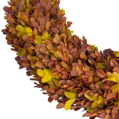 Image showing  20 in. Preserved Boxwood Harvest Haven Wreath