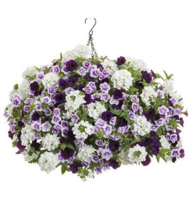 10 in. Hanging Basket Me, Myself and Eye