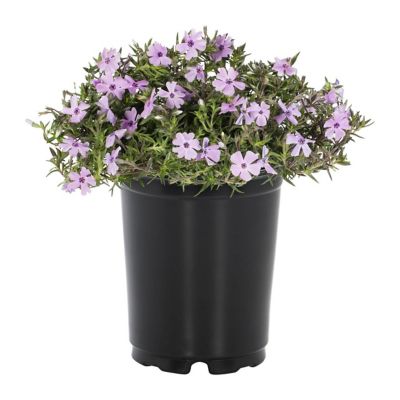6 in. Perennials Phlox Subulata
