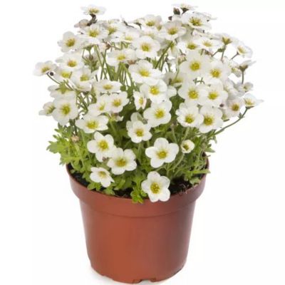 2.0 qt. Perennials Saxifraga