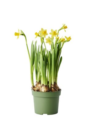 6 in. Daffodil in Pot Cover