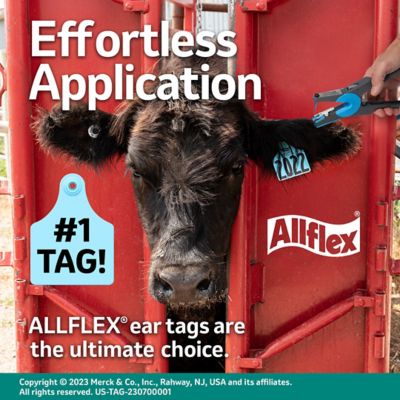 Image showing  Large Calf Blank Ear Tags Green, 25 pk.