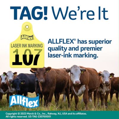 Image showing  Large Calf Blank Ear Tags White, 25 pk.