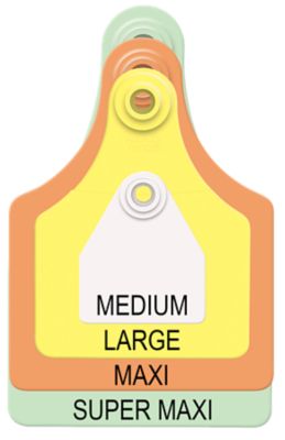 Image showing  Maxi Cow Blank Ear Tags Purple, 25 pk.