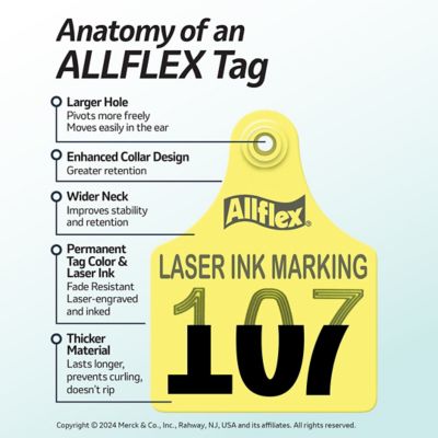 Image showing  Large Calf Blank Ear Tags Purple, 25 pk.