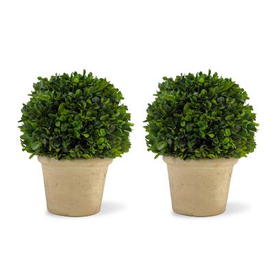 Shine Company 10.75 in. Preserved Boxwood Topiary with Terracotta Pot, Set of 2