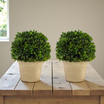 Image showing  10.75 in. Preserved Boxwood Topiary with Terracotta Pot, Set of 2