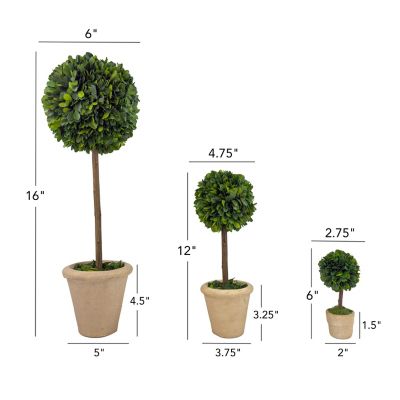 Image showing  Farmstead Handcrafted Preserved Boxwood Topiary in Pot Set of 3