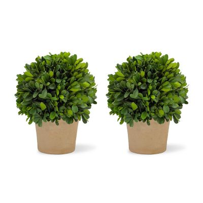 Image showing 2 th Shine Company 8 in. Preserved Boxwood Topiary with Terracotta Pot, 2 pk.
