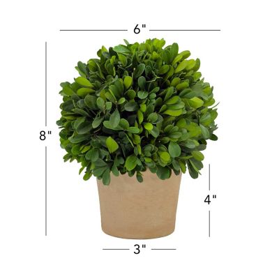 Image showing 3 th Shine Company 8 in. Preserved Boxwood Topiary with Terracotta Pot, 2 pk.