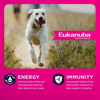 Image showing  Adult Large Breed Lamb Dry Dog Food