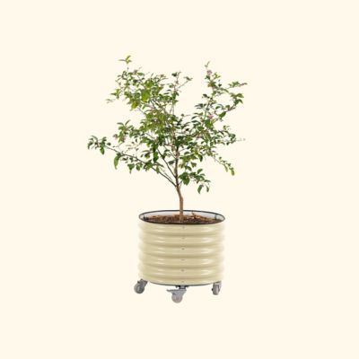 Vego Garden Self-Watering Rolling Citrus Tree Planter, White