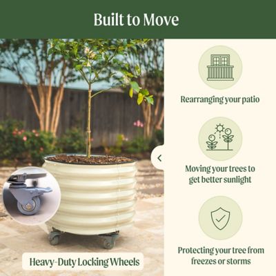 Image showing  Self-Watering Rolling Citrus Tree Planter, White