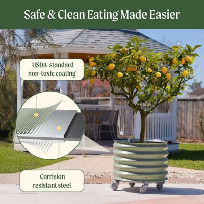 Image showing  Self-Watering Rolling Citrus Tree Planter, Green