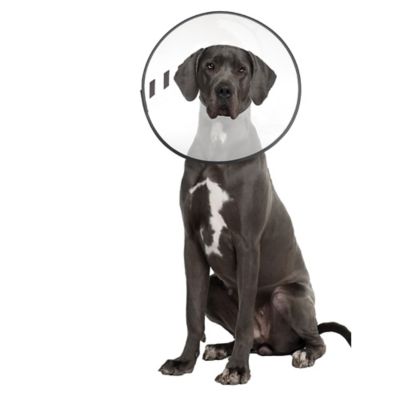 ZenPet E-Clear Pet Recovery Collar XXLARGE