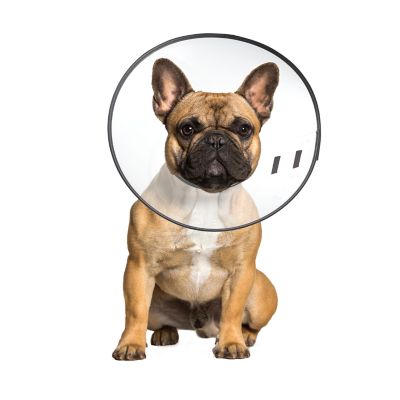 ZenPet E-Clear Pet Recovery Collar, Medium