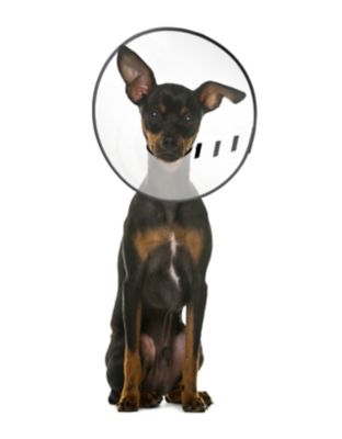 ZenPet E-Clear Pet Recovery Collar SMALL