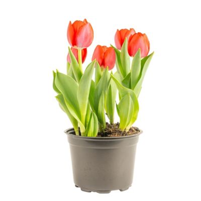 Costa Farms CF 2 qt. Tulip
