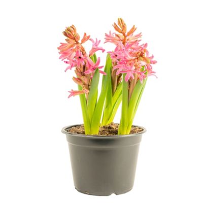 Costa Farms CF 2 qt. Hyacinth