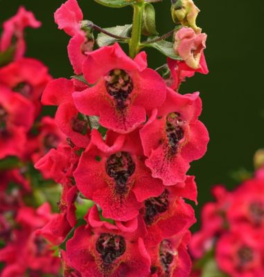 Pope's Plant Farm 1 qt. Premium Annual