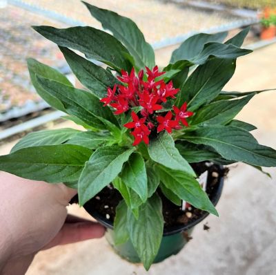 Image showing  1 qt. Premium Annual