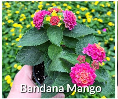 Image showing  1 qt. Premium Annual