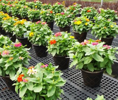 Image showing  10 in. Zinnia Pot