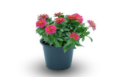 Image showing  10 in. Zinnia Pot