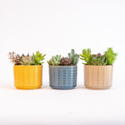 Pope's Plant Farm 5 in. Odessa Succulent Combo