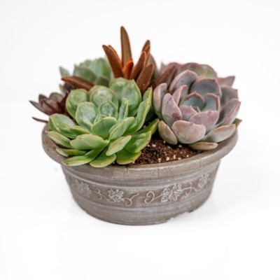 Pope's Plant Farm 8 in. Savannah Succulent Combo