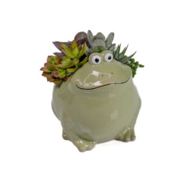 Pope's Plant Farm 6 in. Ceramic Frog Succulent