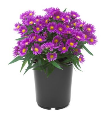 6 in. Aster