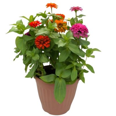 YOUNGS 1.5g Zinnia Magellan Planter