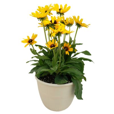 YOUNGS 3.0g Sunbeckia Bushel
